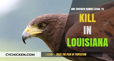 Louisiana's Chicken Hawk Laws: Legal to Kill or Protected?