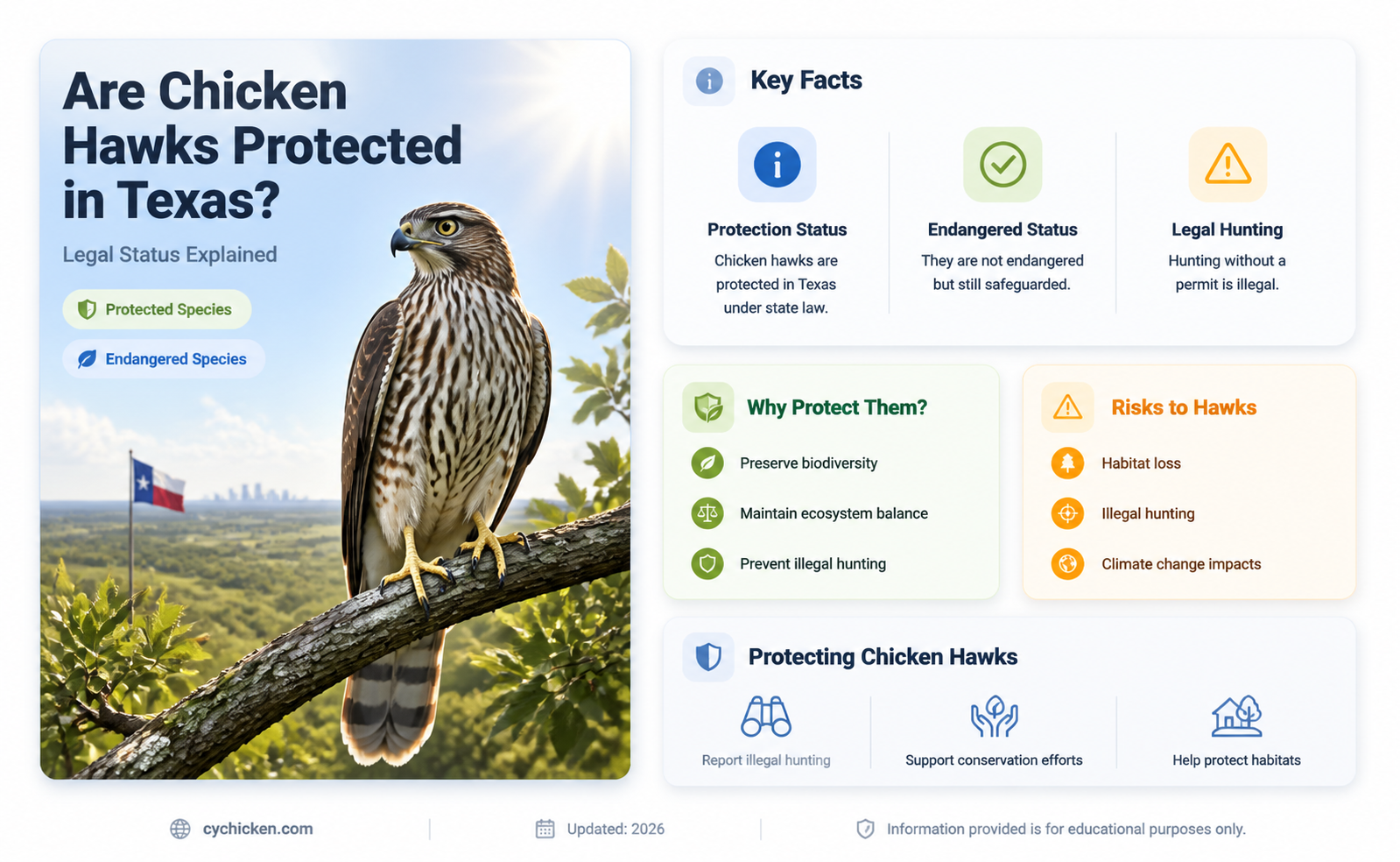 are chicken hawks a protected species in texas