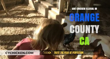 Are Chickens Illegal in Orange County, CA? What You Need to Know