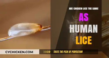 Chicken Lice vs. Human Lice: Are They the Same Species?