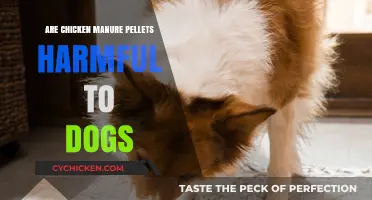 Chicken Manure Pellets: Are They a Danger to Your Dog?