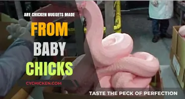 Are Chicken Nuggets Made from Baby Chicks? Uncovering the Truth