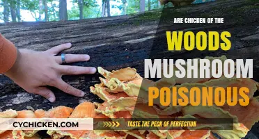 Are Chicken of the Woods Mushrooms Poisonous? Facts and Safety Tips