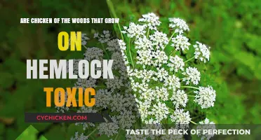 Chicken of the Woods: Hemlock's Toxic Look-Alike