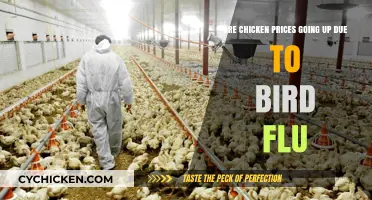 Bird Flu Impact: Chicken Prices Soar