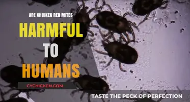 Are Chicken Red Mites a Health Risk for Humans?