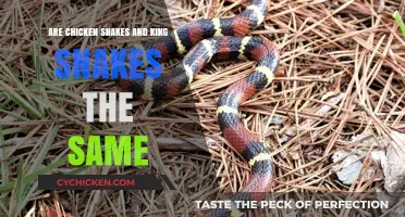 Chicken Snakes vs. King Snakes: Unraveling the Differences and Similarities
