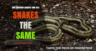 Chicken Snakes vs. Rat Snakes: Unraveling the Differences and Similarities