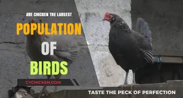 Are Chickens the Most Populous Bird Species on Earth?