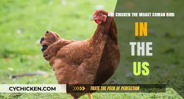 Chicken: The Most Common Bird in the US?