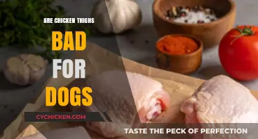Can Dogs Eat Chicken Thighs? Safety, Benefits, and Risks Explained