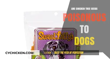 Are Chicken Tree Seeds Toxic to Dogs? A Safety Guide