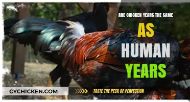 Chicken Years vs. Human Years: Unraveling the Age-Old Comparison