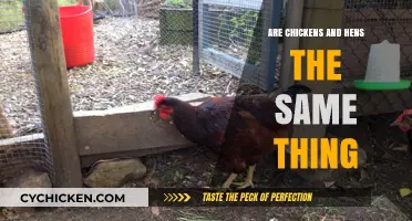 Chickens vs. Hens: Unraveling the Common Misconception and Key Differences