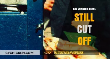 Are Chicken Beaks Still Cut Off? Debunking Debeaking Practices