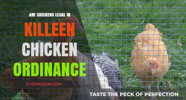 Killeen Chicken Ordinance: Are Backyard Chickens Legal in Your Area?