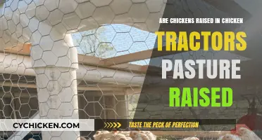 Are Chicken Tractors the Key to True Pasture-Raised Chickens?