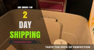 Chicks Shipping: 1-Day or 2-Day Delivery Options Explained