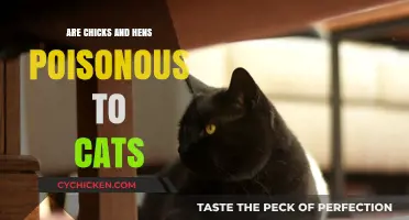 Are Chicks and Hens Toxic to Cats? Uncovering the Truth