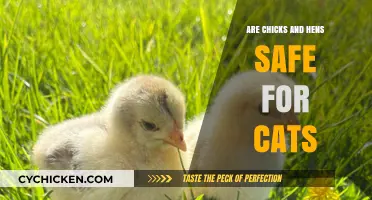 Chicks and Hens Around Cats: Safety Tips for Pet Owners