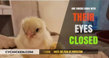 Do Baby Chicks Hatch with Their Eyes Closed?