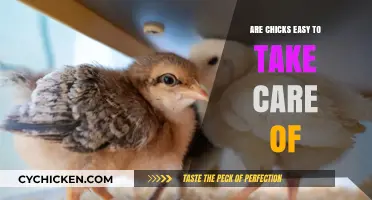 Caring for Chicks: Simple Tips for Easy and Successful Raising