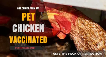 Are My Pet Chicken's Chicks Vaccinated? Essential Health Insights