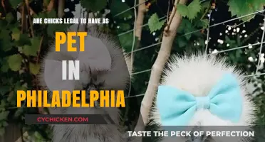 Philadelphia Pet Laws: Can You Keep Chicks?