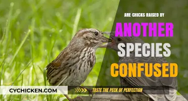 Cross-Species Parenting: Do Adopted Chicks Experience Identity Confusion?
