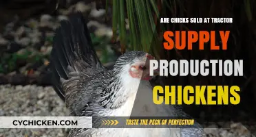 Are Tractor Supply Chicks Production Chickens? Unveiling the Truth