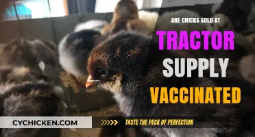 Are Tractor Supply Chicks Vaccinated? What Buyers Need to Know