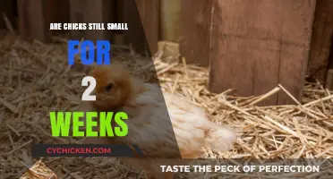 Chick Growth Timeline: Are Chicks Still Small After Two Weeks?