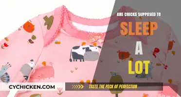 Do Chicks Sleep Too Much? Understanding Their Rest Patterns