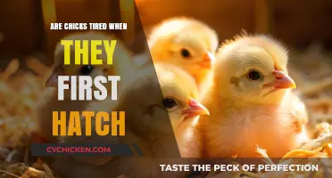 Do Newly Hatched Chicks Feel Exhausted? Uncovering Post-Hatch Fatigue