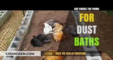 Can Chicks Take Dust Baths? Age and Safety Explained