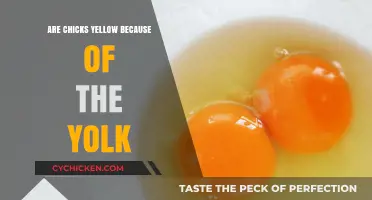 Are Chicks Yellow Due to Yolk Pigmentation? Unraveling the Myth