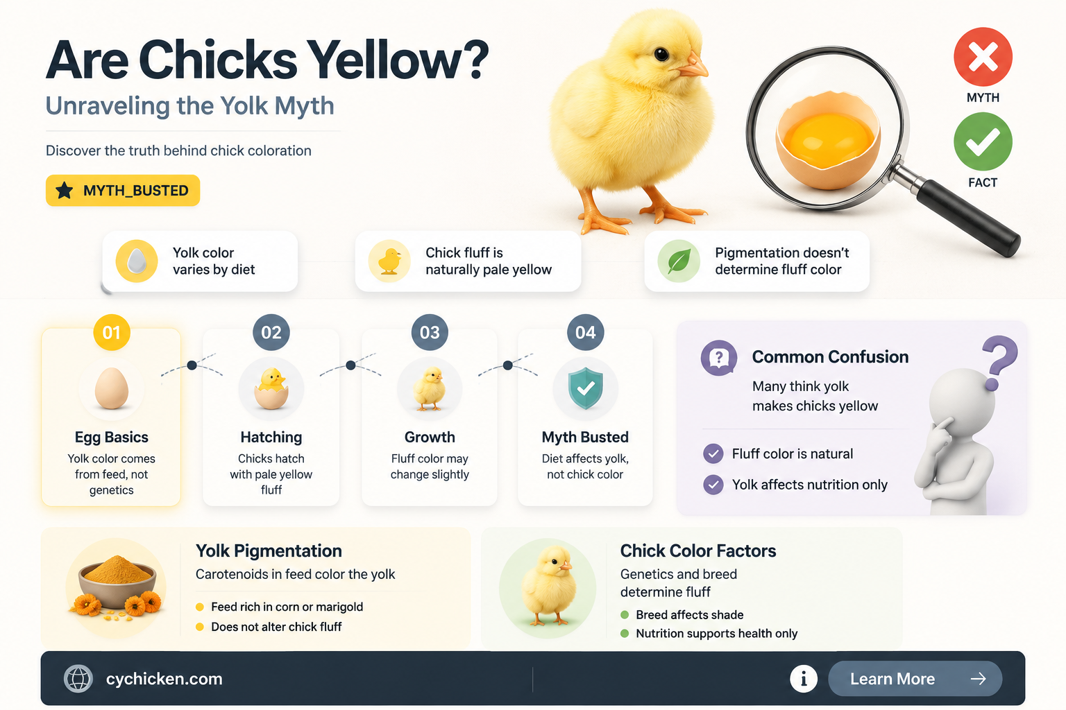 are chicks yellow because of the yolk