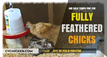 Can Fully Feathered Chicks Thrive in Cold Temperatures? Expert Insights