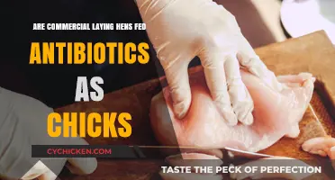 Do Commercial Laying Hens Receive Antibiotics as Chicks? Unveiling the Truth