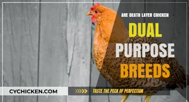 Are Deathlayer Chickens Dual-Purpose Breeds? Exploring Their Uses and Benefits
