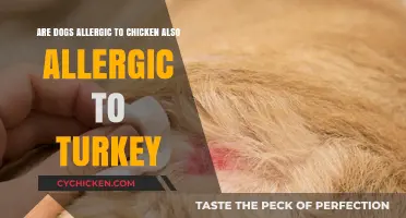 Can Dogs Allergic to Chicken Eat Turkey?