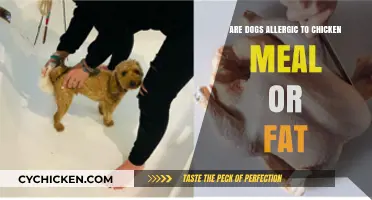 Can Dogs Be Allergic to Chicken Meal or Fat?