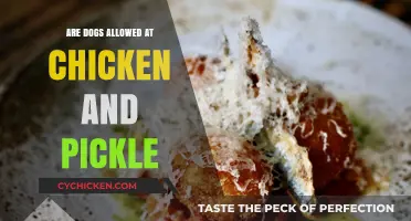 Can Dogs Join the Fun at Chicken and Pickle? Find Out!