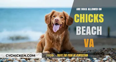 Can Dogs Visit Chick's Beach, VA? Rules and Tips for Pet Owners
