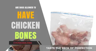 Can Dogs Safely Eat Chicken Bones? Vet-Approved Facts Revealed