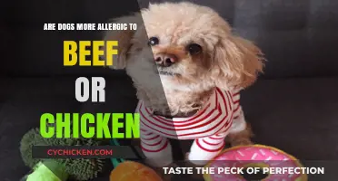 Beef vs. Chicken: Which Causes More Allergies in Dogs?