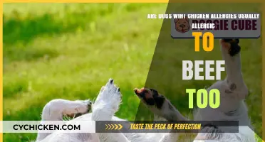 Chicken Allergies in Dogs: Is Beef Safe?