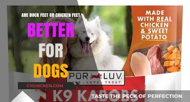 Duck vs Chicken Feet: Which Treat is Best for Your Dog?