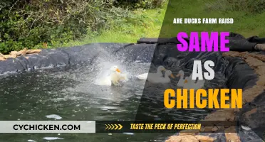 Are Farm-Raised Ducks Similar to Chickens? Exploring the Differences