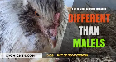 Female vs. Male Chicken Hackles: Uncovering the Differences in Poultry Plumage